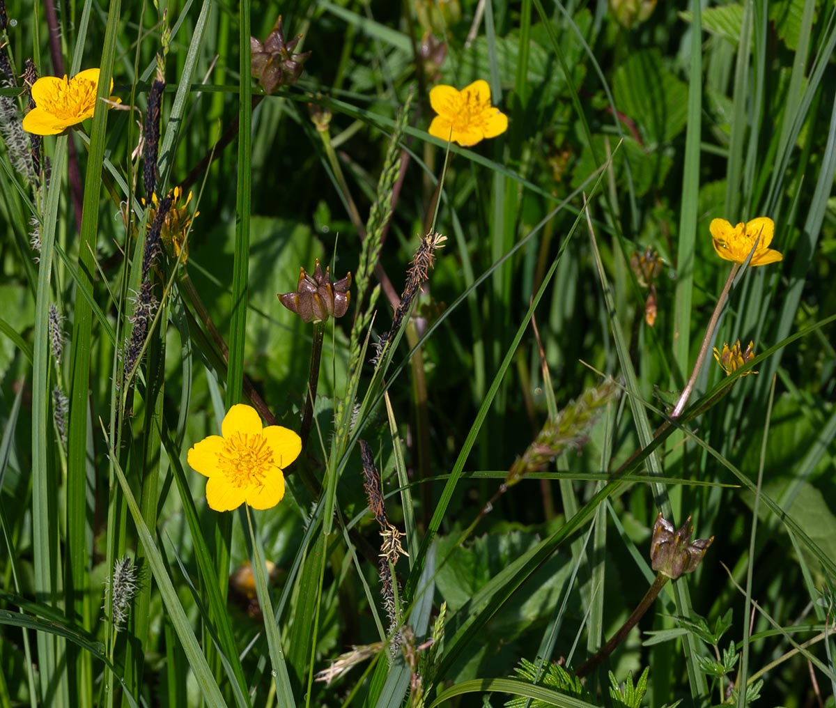 bl&uuml;hend und fruchtend